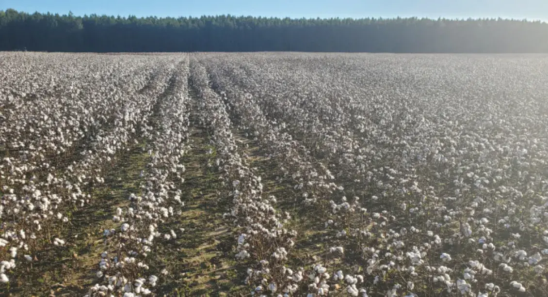Cotton in a field