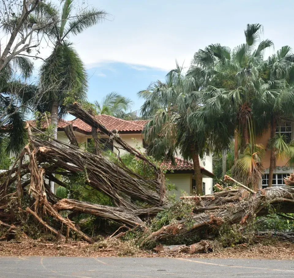 Fallen palm trees in front of homes