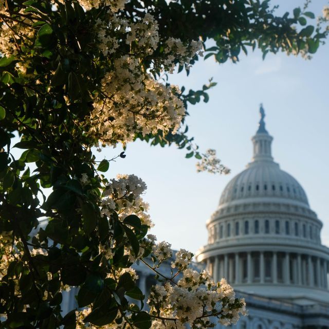 Dome of the U.S. Capitol Hill behind a cherry blossom tree