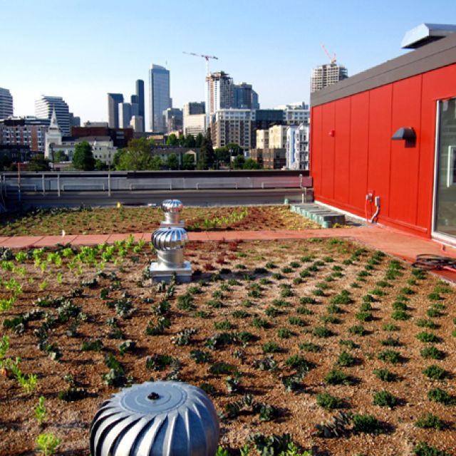 Bart Harvey Green Roof