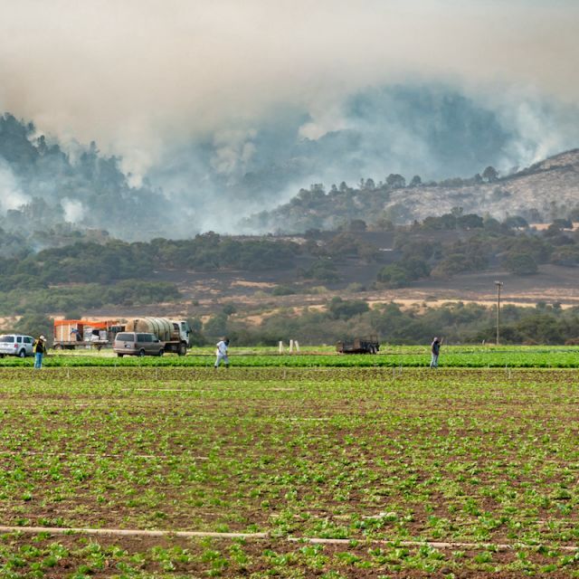 Farmworkers in the fields with fires in the hills in the background